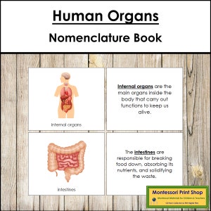 Libro de nomenclatura de órganos humanos - Ciencias - Materiales Montessori imprimibles - Descarga digital