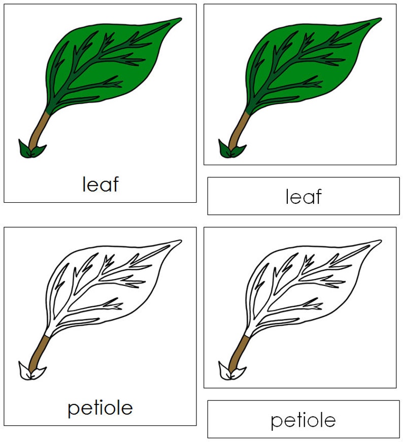 Parts of a Leaf Nomenclature 3part Cards Montessori Botany Printable