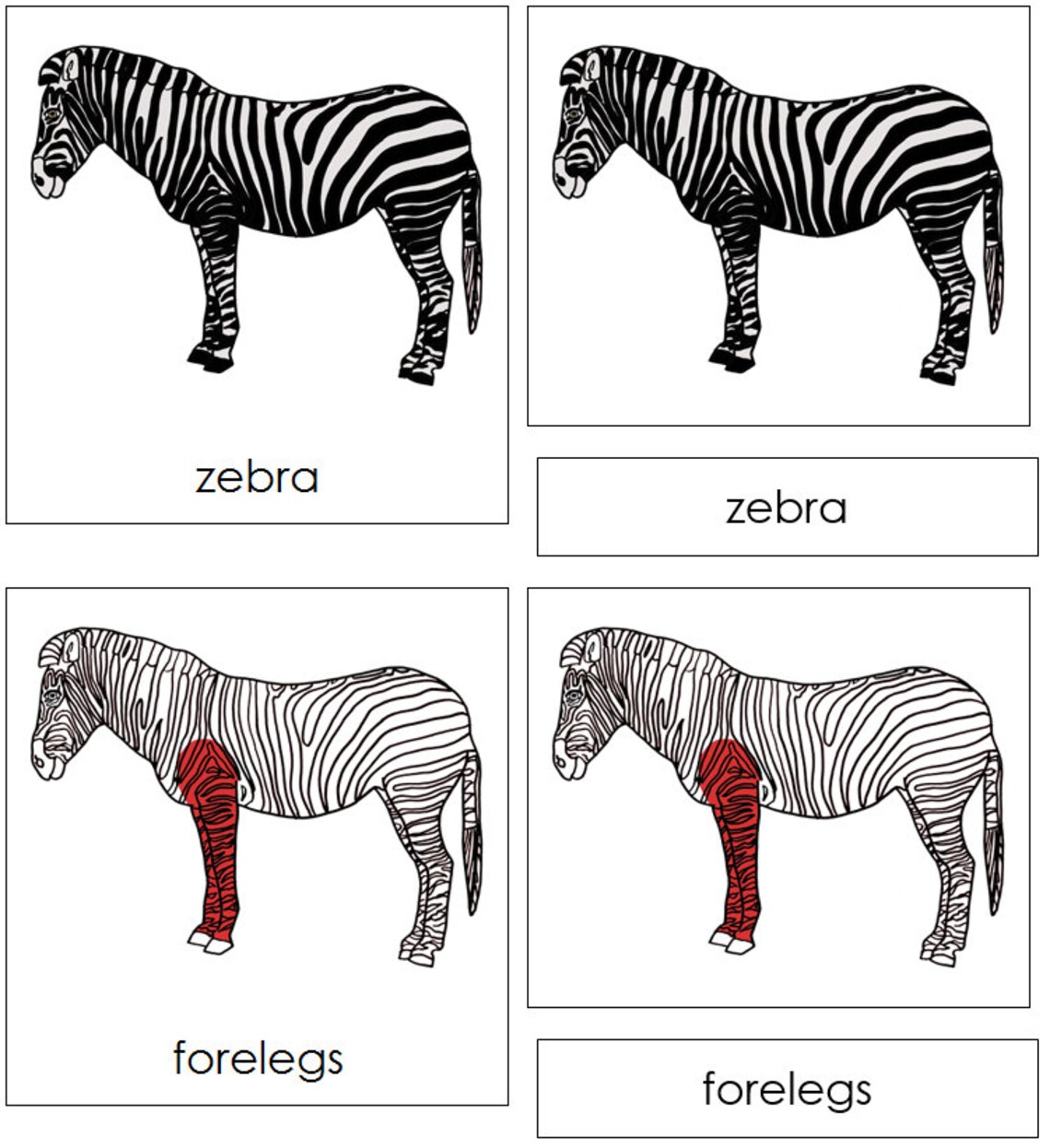 Parts of a Zebra Nomenclature 3part Cards RED Zoology Etsy