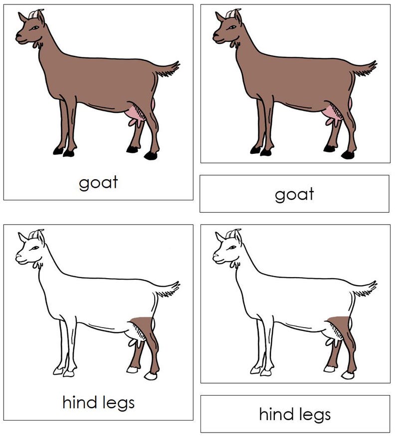 Parts of a Goat Nomenclature 3-part Cards & Blackline Master ...