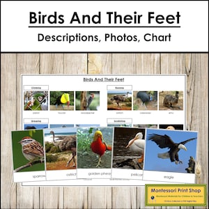 Información sobre las aves y sus patas, tarjetas de clasificación y tabla de control - Zoología - Tarjetas Montessori imprimibles - Descarga digital