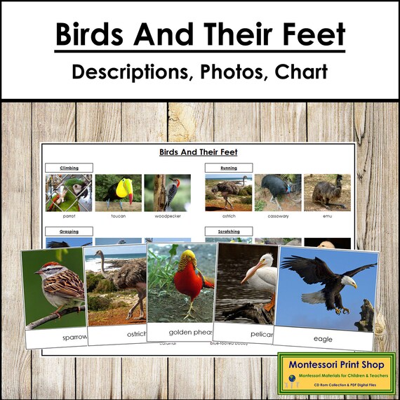 Birds Chart for Kids