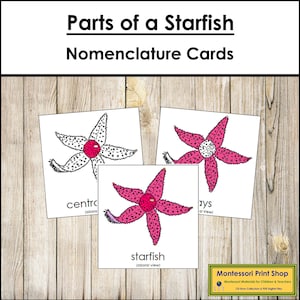 Parts of a Starfish Nomenclature 3-Part Cards - Zoology - Printable Montessori Materials - Digital Download