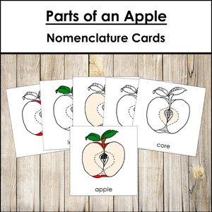 Parts of an Apple Nomenclature 3-Part Cards & Blackline Master - Montessori Botany (Digital Download)