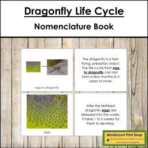 The Dragonfly Life Cycle Book - montessorinomenclatuur - afdrukbare montessorimaterialen - digitale download
