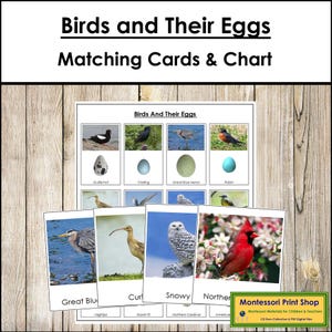 Birds and Their Eggs Sorting Cards & Control Chart - Montessori Animal Activity (Digital Download)
