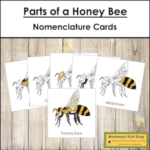 Nomenclatura de las partes de una abeja melífera: Tarjetas de 3 partes y guía de referencia - Zoología Montessori (Descarga digital)