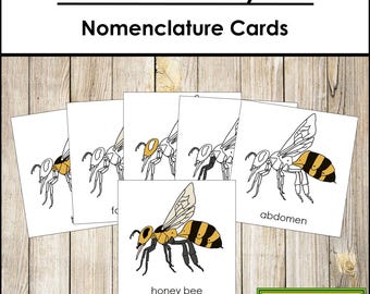 Nomenclatura de las partes de una abeja melífera: Tarjetas de 3 partes y guía de referencia - Zoología Montessori (Descarga digital)