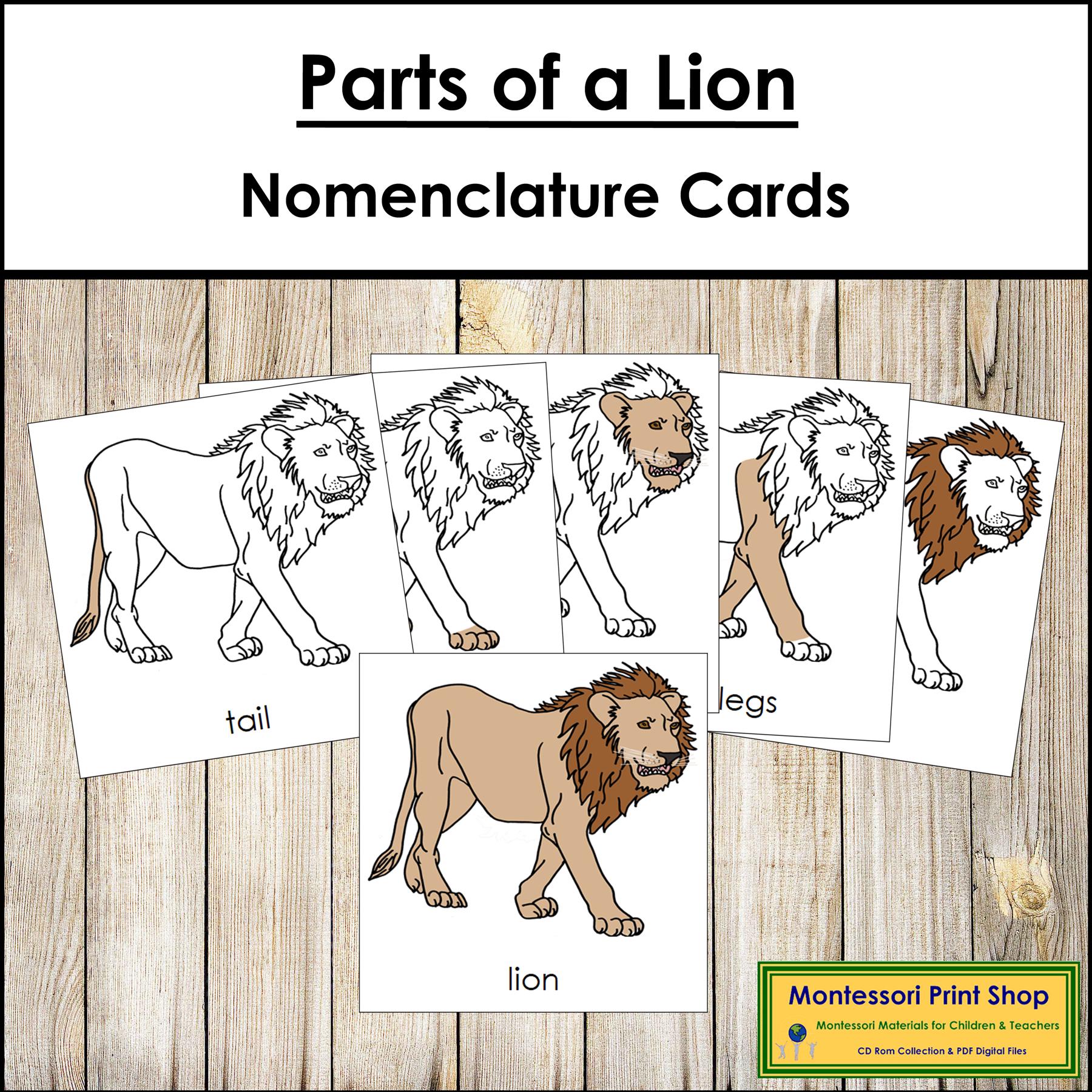 Parts of a Lion Nomenclature 3-part Cards & Blackline Master