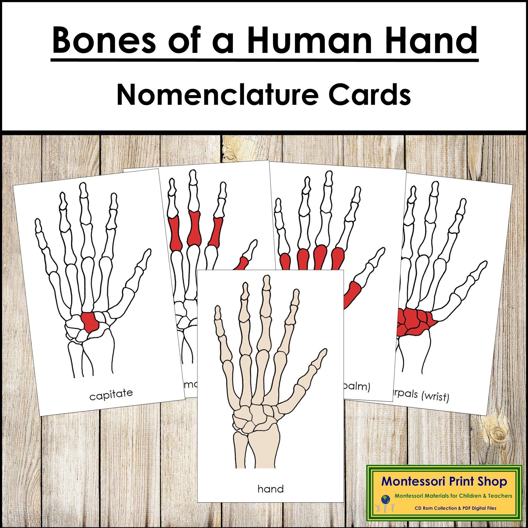 Hand Flashcards Bones of a Human Hand Nomenclature 3-part Cards & Blackline Master ...