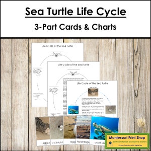 Cartes et graphiques en 3 parties du cycle de vie de la tortue de mer - nomenclature Montessori - matériaux Montessori imprimables - téléchargement numérique