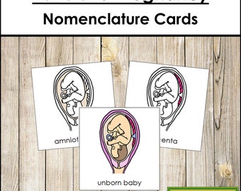Parts of a Pregnancy Nomenclature 3-Part Cards - Printable Montessori Materials - Digital Download