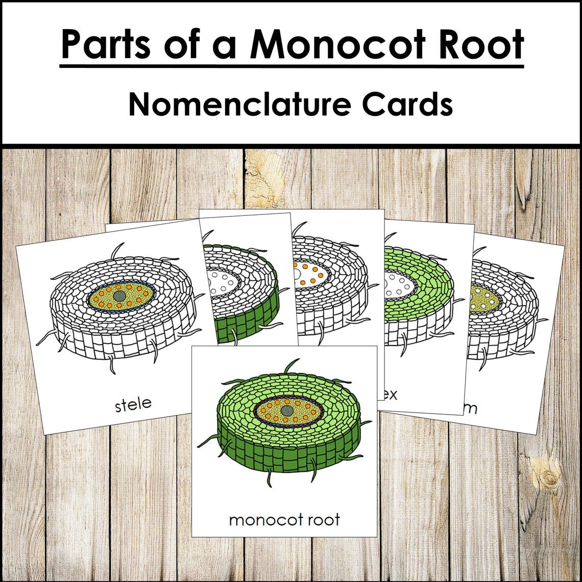 Parts of a Monocot Root Nomenclature 3-part Cards & Blackline Master ...