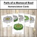 Parts of a Monocot Root Nomenclature 3-part Cards & Blackline Master ...