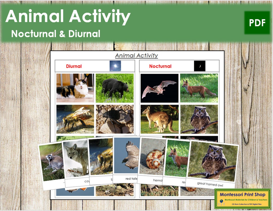 Animal Activity nocturnal and Diurnal Sorting Cards & - Etsy UK Animal Activity nocturnal and Diurnal Sorting Cards & - Etsy UK