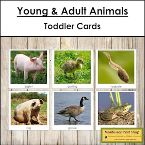 Cartes assorties pour jeunes et adultes - Matériel Montessori imprimable pour tout-petits - Téléchargement numérique