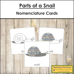 Parts of a Snail Nomenclature 3-Part Cards - Montessori Zoology - Printable Montessori Materials - Digital Download