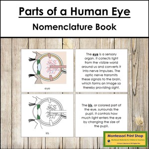 Parts of a Human Eye Nomenclature Book - Science - Printable Montessori Materials - Digital Download