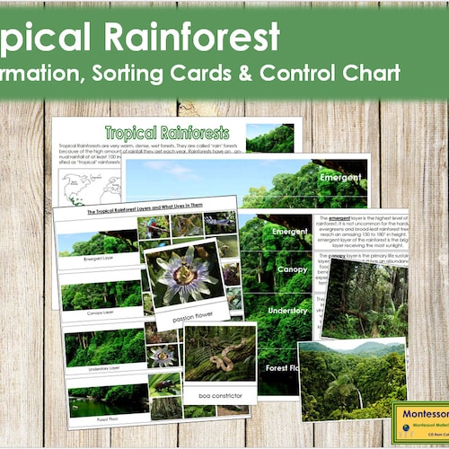 Rainforest Animal Lacing Cards Digital Download Montessori - Etsy