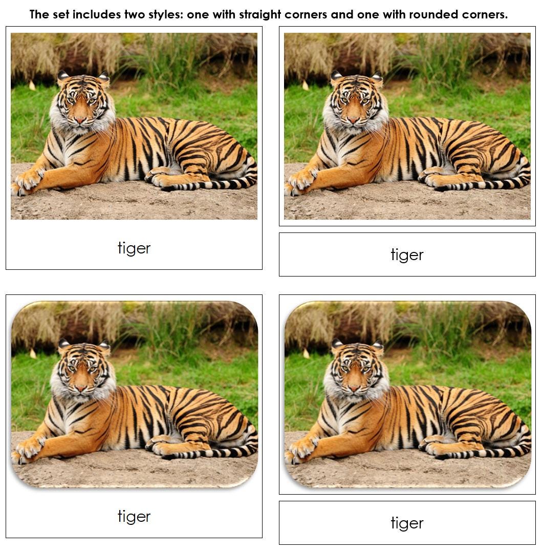 Big Cats Safari TOOB Cards - Montessori 3-part Cards (digital Download ...