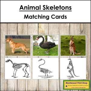 Dieren en hun skeletten - zoölogie - afdrukbare montessorikaarten - digitale download