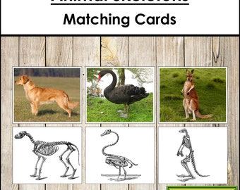 Animals And Their Skeletons - Zoology - Printable Montessori Cards - Digital Download