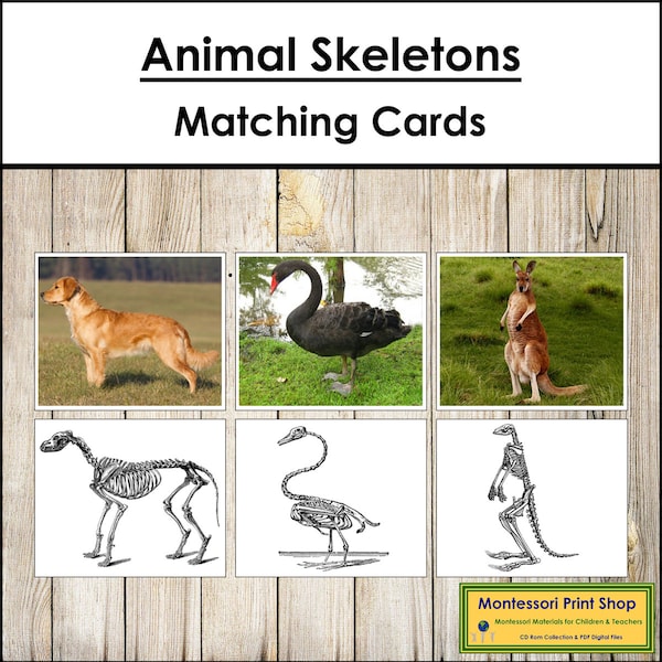 Animals And Their Skeletons - Zoology - Printable Montessori Cards - Digital Download