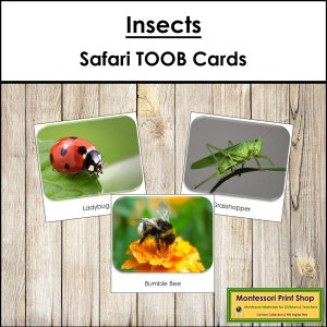 Insekten Safari TOOB Karten - Printable Montessori Karten - Digitaler Download