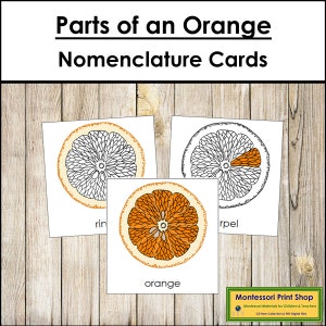 Parts of an Orange Nomenclature 3-Part Cards - Montessori Botany - Printable Montessori Materials - Digital Download