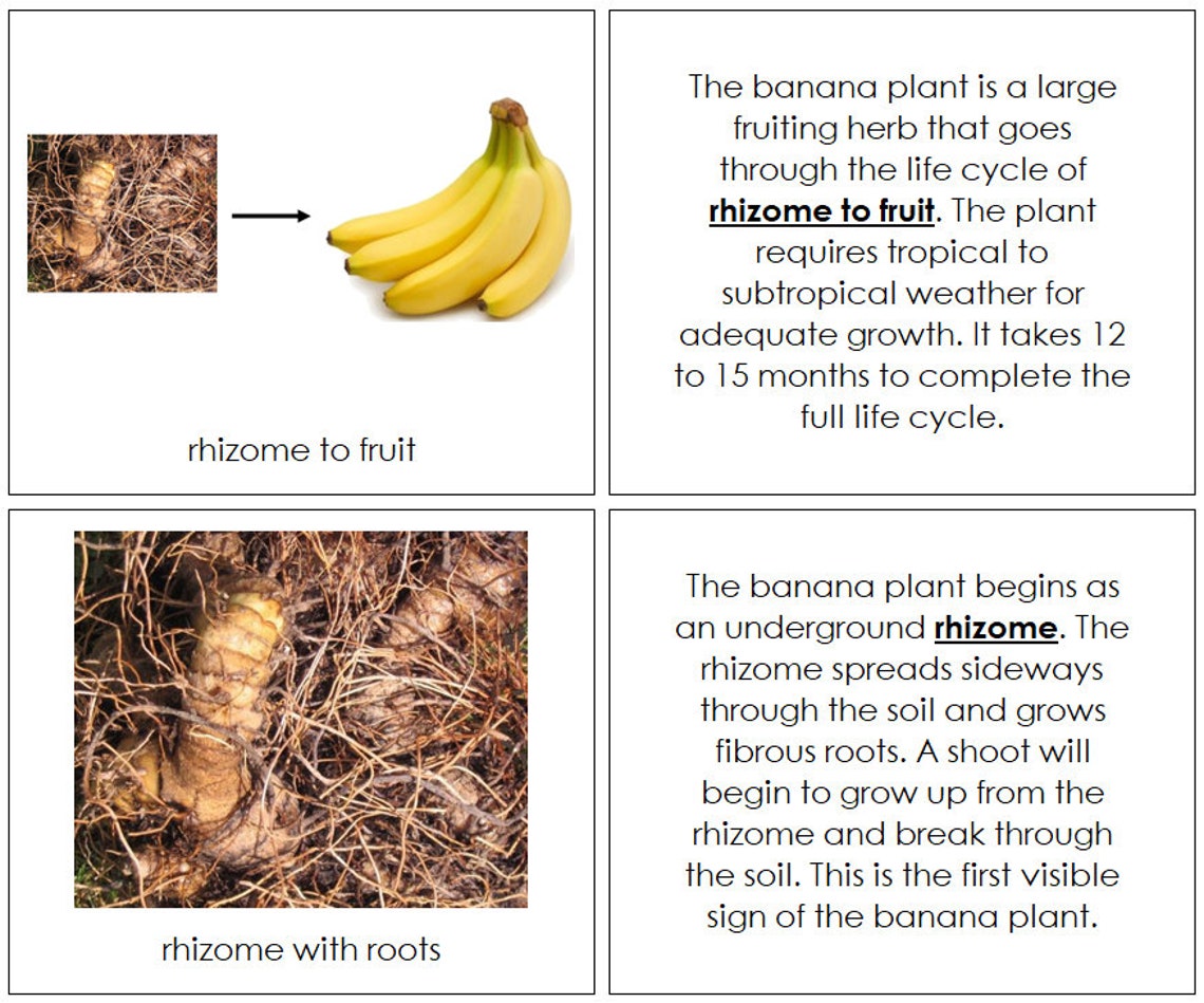 The Banana Life Cycle Book Montessori Nomenclature Etsy UK