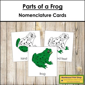 Parts of a Frog Nomenclature 3-Part Cards - Montessori Zoology - Printable Montessori Materials - Digital Download