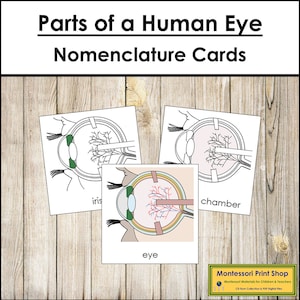 Parts of an Eye Nomenclature 3-Part Cards - Science - Printable Montessori Materials - Digital Download