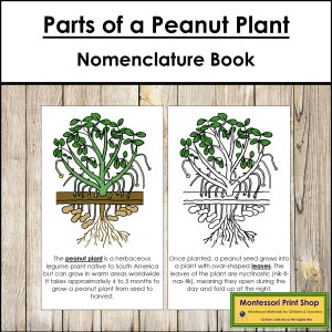Parts of a Peanut Plant Nomenclature Book - Botany - Printable Montessori Materials - Digital Download