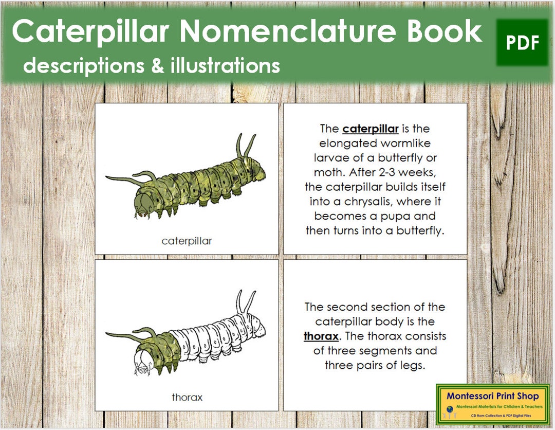 Parts of a Caterpillar Nomenclature Book Montessori Zoology Etsy