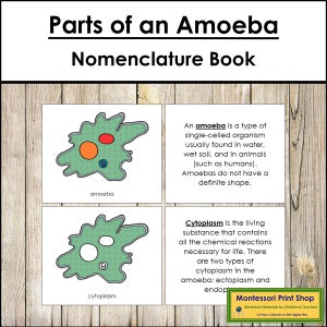 Parts of an Amoeba Nomenclature Book - Science - Printable Montessori Materials - Digital Download