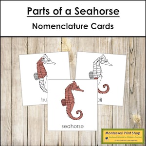 Tarjetas de 3 partes con la nomenclatura de las partes de un caballito de mar - Zoología Montessori - Materiales Montessori imprimibles - Descarga digital