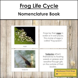 O livro O Ciclo de Vida do Sapo - Nomenclatura Montessori - Materiais Montessori para Imprimir - Download Digital
