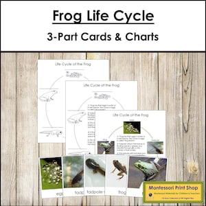 The Frog Life Cycle 3-Part Cards & Charts - Montessori Nomenclature - Printable Montessori Materials - Digital Download