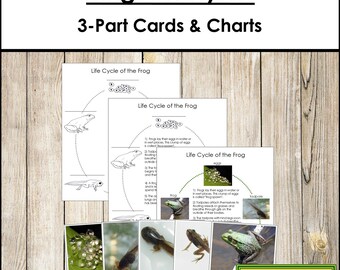 The Frog Life Cycle 3-Part Cards & Charts - Montessori Nomenclature - Printable Montessori Materials - Digital Download