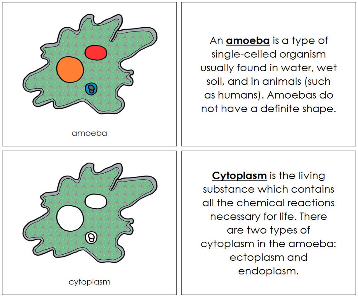 Parts of an Amoeba Nomenclature Book Science Printable | Etsy Canada