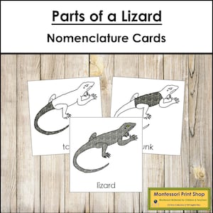 Parts of A Lizard Nomenclature 3-Part Cards - Montessori Zoology - Printable Montessori Materials - Digital Download