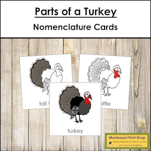 Tarjetas de 3 partes con la nomenclatura de las partes de un pavo - Zoología Montessori - Materiales Montessori imprimibles - Descarga digital