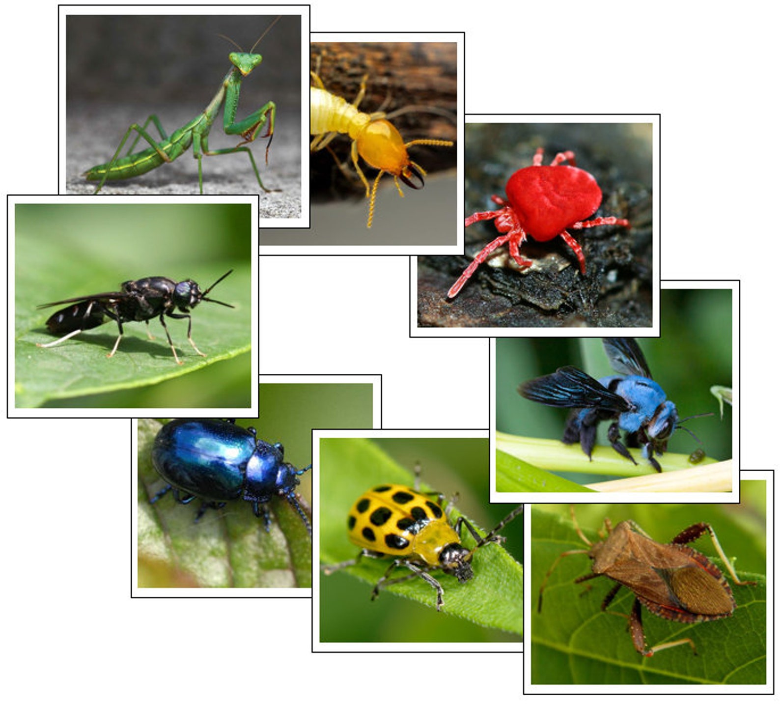 Insect Color Sorting Cards - Montessori Sensorial Activity (digital ...