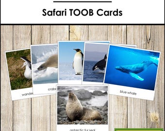 Antarctica Safari TOOB-kaarten: 3-delige montessorikaarten (digitale download)