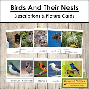 Descriptions des oiseaux et de leurs nids et cartes de tri - Zoologie - Cartes Montessori imprimables - Téléchargement numérique