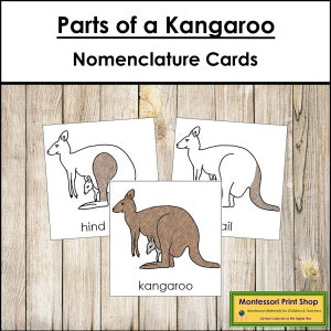 Tarjetas de 3 partes con la nomenclatura de las partes de un canguro - Zoología Montessori - Materiales Montessori imprimibles - Descarga digital