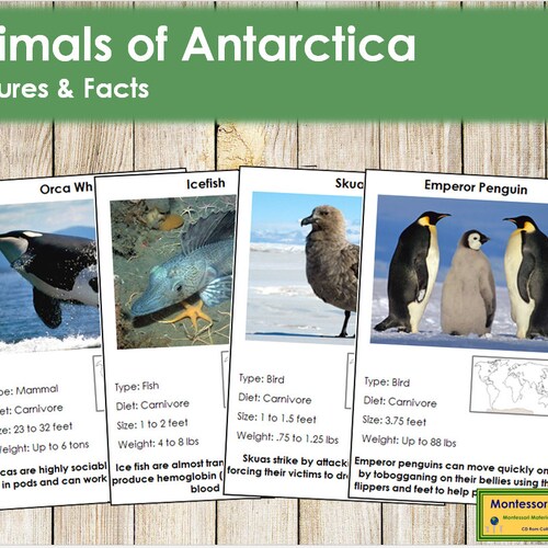 Animals of Antarctica Facts & Picture Cards color-coded - Etsy Australia Animals of Antarctica Facts & Picture Cards color-coded - Etsy Australia