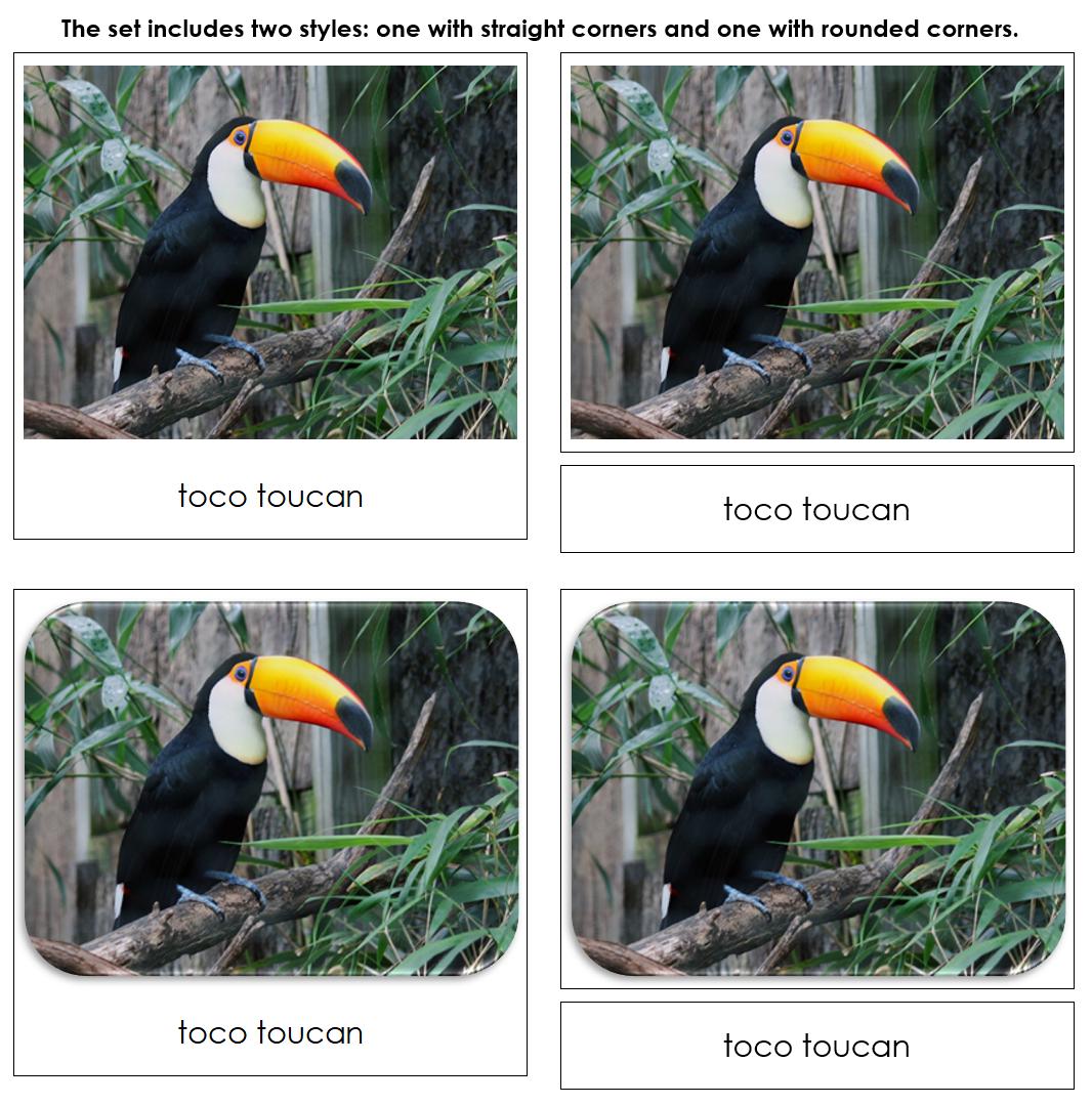 Rainforest Safari TOOB Cards - Montessori 3-part Cards (digital ...