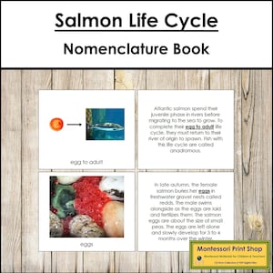Il ciclo vitale del salmone - Nomenclatura Montessori - Materiali Montessori stampabili - Download digitale