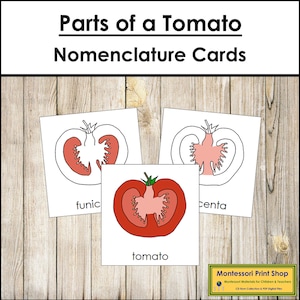 Parts of a Tomato Nomenclature 3-Part Cards - Montessori Botany - Printable Montessori Materials - Digital Download
